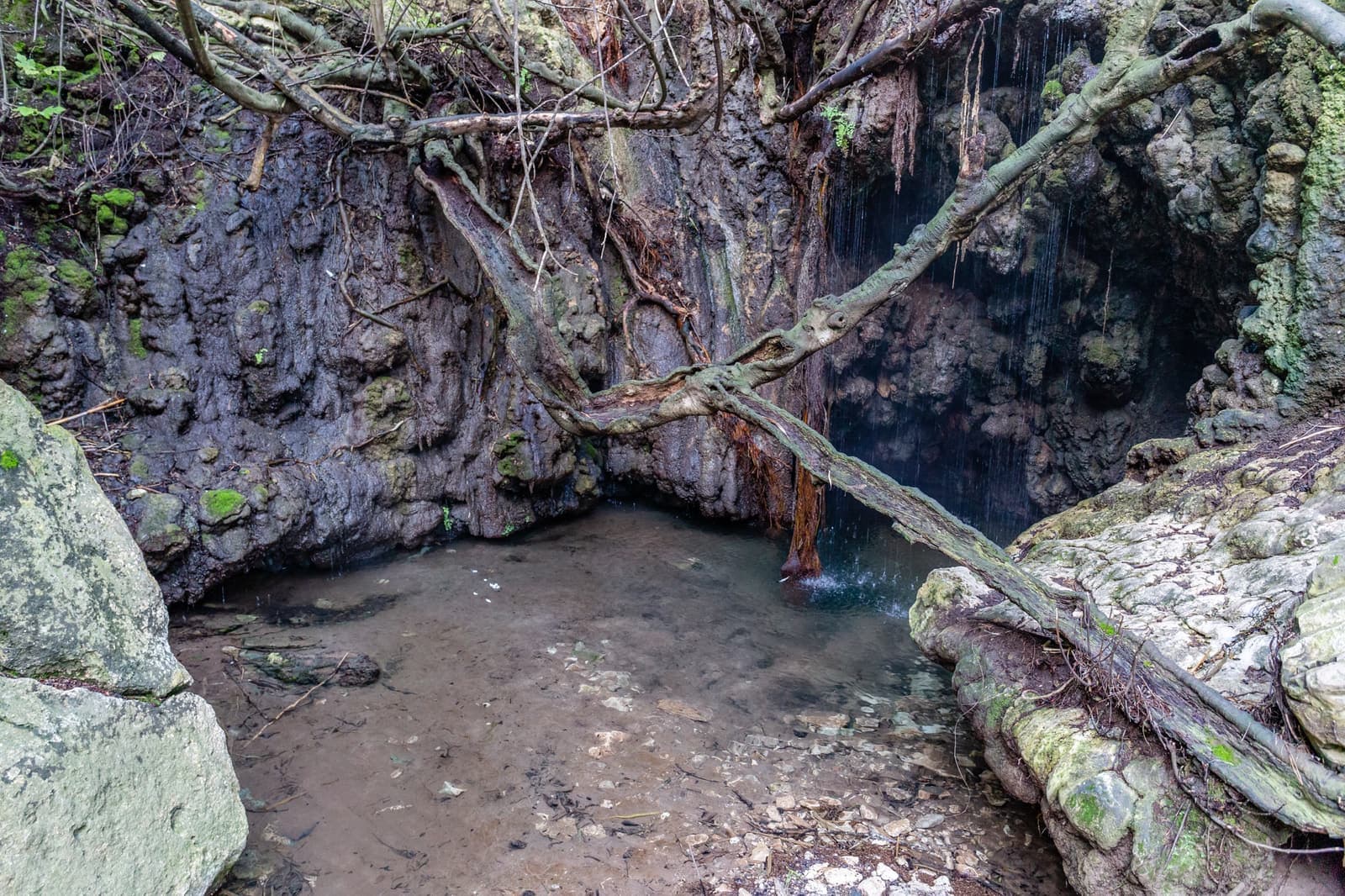 The Baths of Aphrodite: a shallow pool in a shaded grotto with water dripping from mossy rock and fig branches overhead