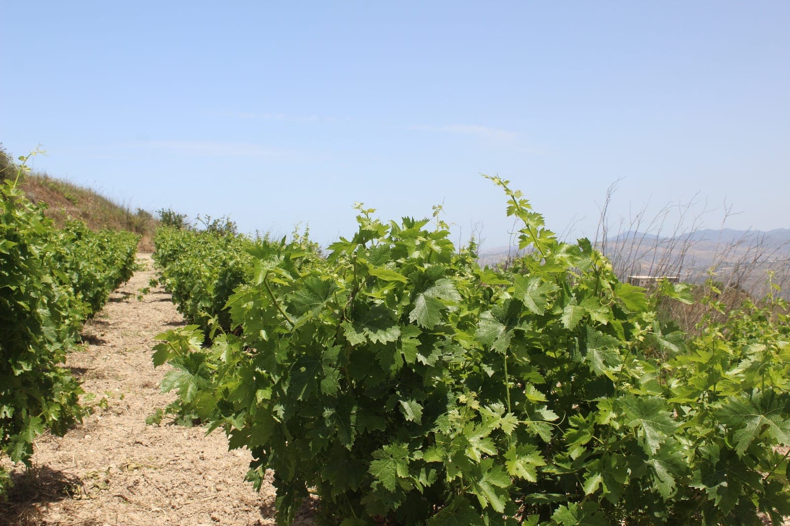 Rows of low bush-trained grapevines on a hillside vineyard at Stroumbi, in the hills north of Paphos, with mountains on the horizon